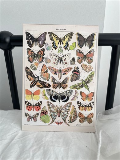 Kelebek Türleri Mini Ahşap Poster