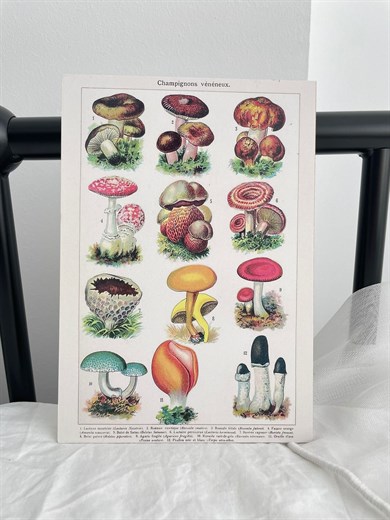 Mushroom Species Mini Ahşap Poster